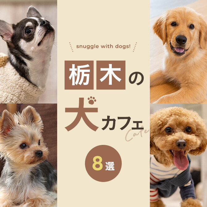 【栃木の犬と触れ合えるカフェ8選】犬カフェなど栃木で犬と触れ合えるカフェ