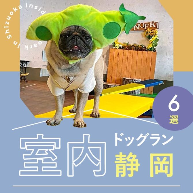 【静岡の室内ドッグラン6選】雨の日も暑い日も遊べる人気の静岡の室内ドッグラン！