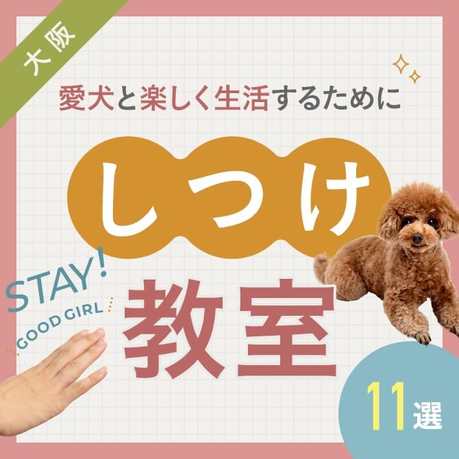 【犬のしつけ教室11選】大阪の犬しつけ教室｜2023年版