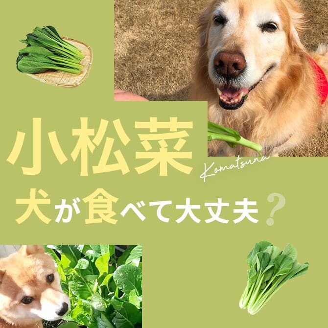 犬は小松菜を食べても大丈夫？｜犬に小松菜は与えていい？食べてはいけない？