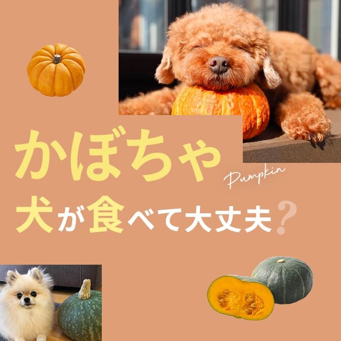 犬はかぼちゃを食べても大丈夫？｜犬にかぼちゃは与えていい？食べてはいけない？