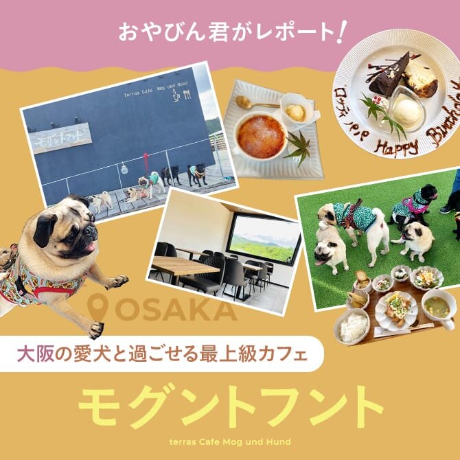 【ドッグカフェ大阪】愛犬と過ごせる最上級カフェ「モグントフント（terras Cafe Mog und Hund）」