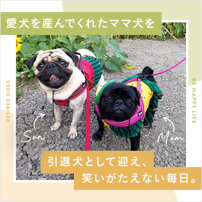 引退犬の里親さんレポート｜滋賀｜愛犬のママ・ちょきびんちゃんを迎えた里親さんの幸せレポート