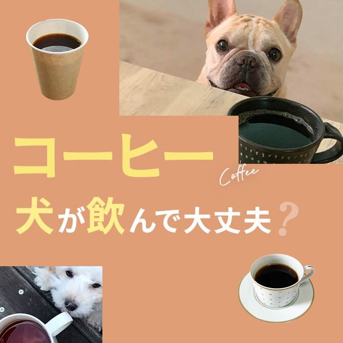 犬はコーヒーを飲んでも大丈夫？｜犬にコーヒーは与えていい？飲んではいけない？