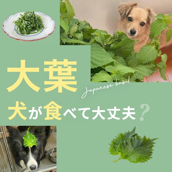 犬は大葉（しそ）を食べても大丈夫？｜犬に大葉（しそ）は与えていい？食べてはいけない？