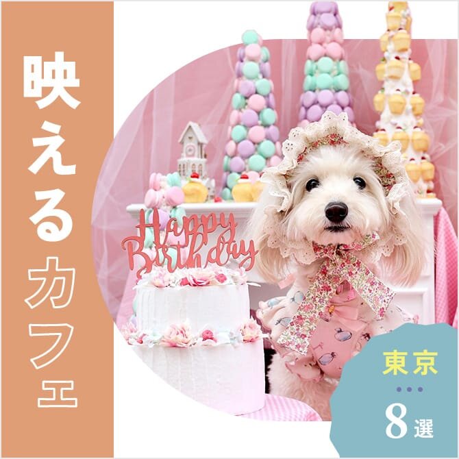 【東京映えカフェ8選】愛犬と行けるカフェ｜2023年版