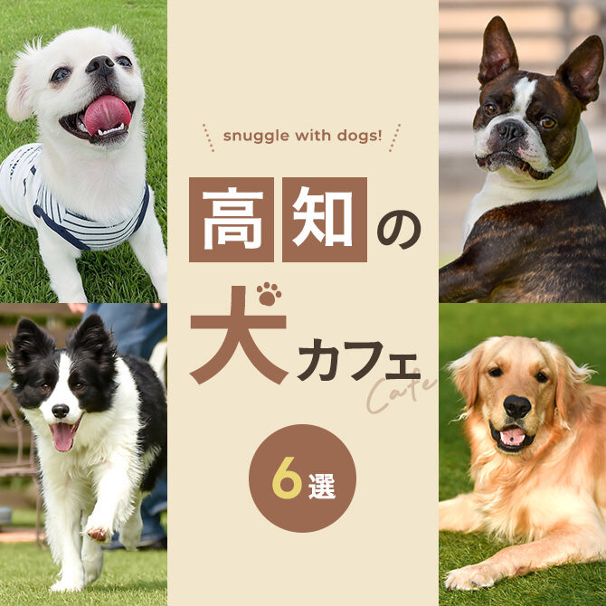 【高知の犬と触れ合える場所6選】犬カフェなど高知で犬と触れ合える場所