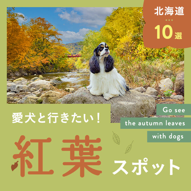 【札幌の紅葉スポット10選】愛犬と行けるおすすめの紅葉スポット｜2023年版