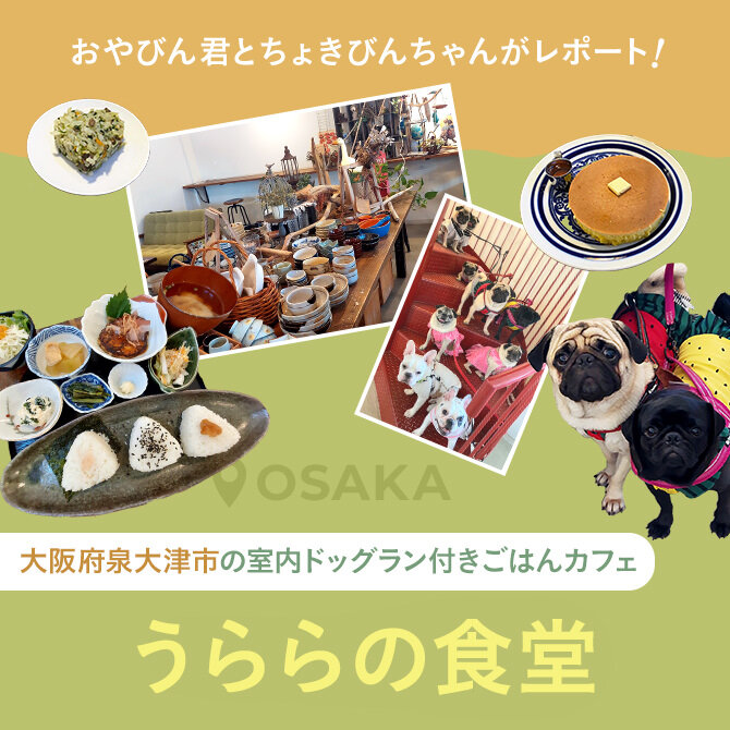 【大阪泉大津カフェ】室内ドッグラン付きごはんカフェ「うららの食堂」