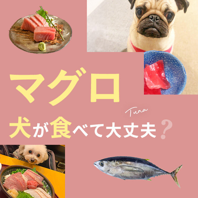 犬はマグロを食べても大丈夫？｜犬にマグロは与えていい？食べてはいけない？