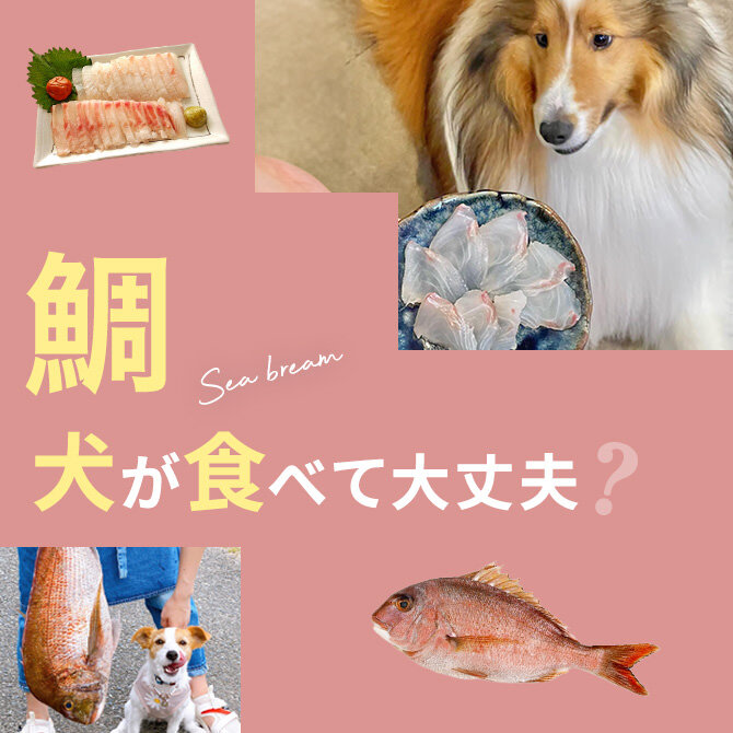 犬は鯛を食べても大丈夫？｜犬に鯛は与えていい？食べてはいけない？