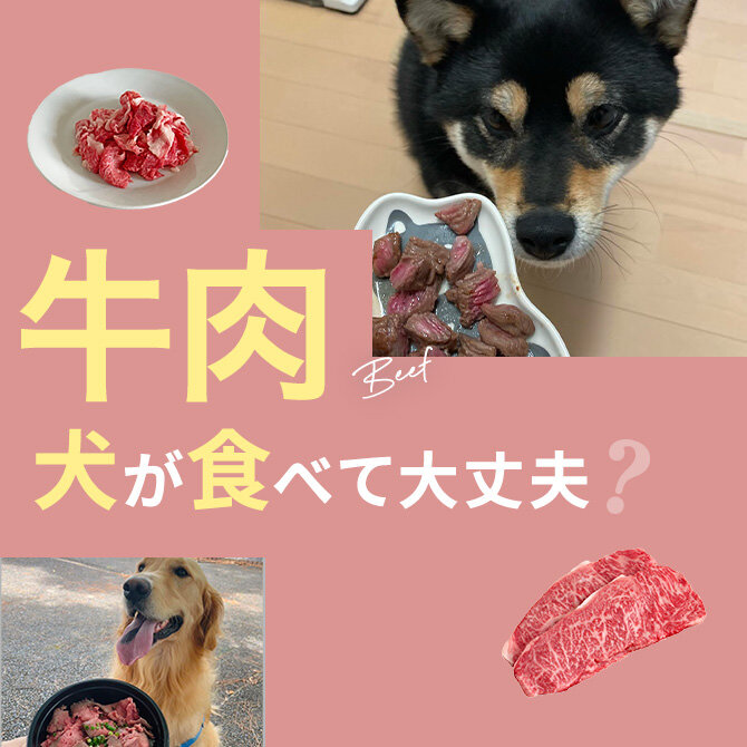 犬は牛肉を食べても大丈夫？｜犬に牛肉は与えていい？食べてはいけない？