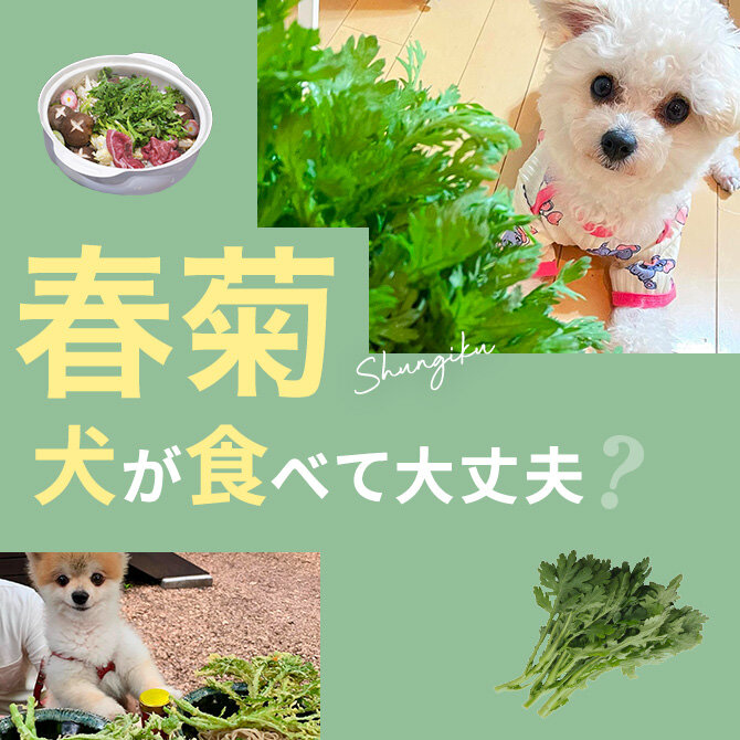 犬は春菊を食べても大丈夫？｜犬に春菊は与えていい？食べてはいけない？