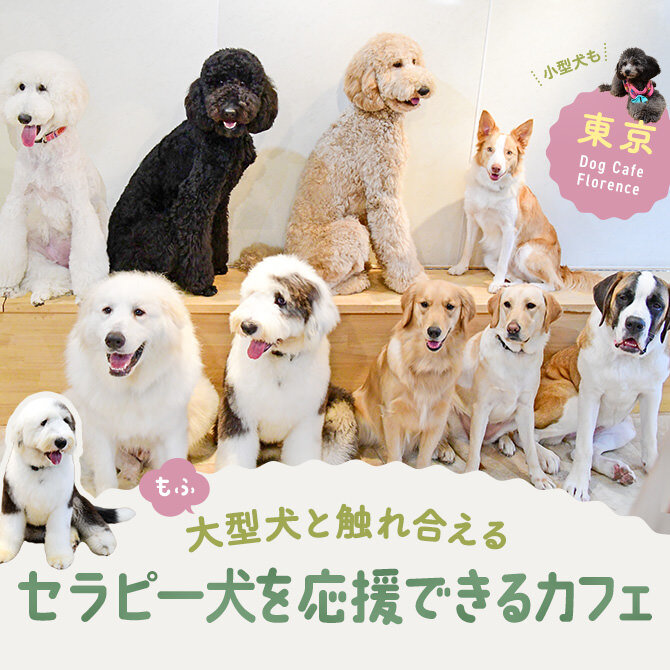 【都内で大型犬たちと触れ合える場所】 Dog Cafe Florence（フローレンス）の魅力を徹底取材！