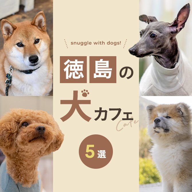 【徳島の犬と触れ合える場所5選】犬カフェなど徳島で犬と触れ合える場所
