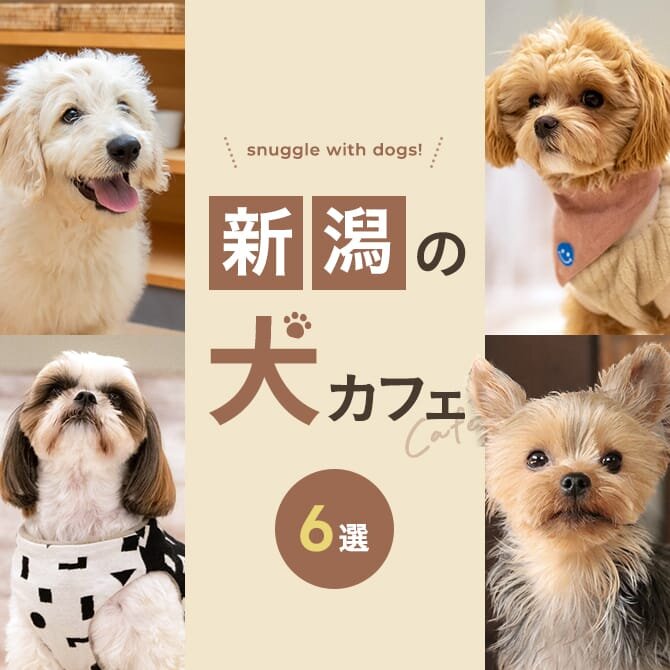【新潟の犬と触れ合えるカフェ6選】犬カフェなど新潟で犬と触れ合えるカフェ