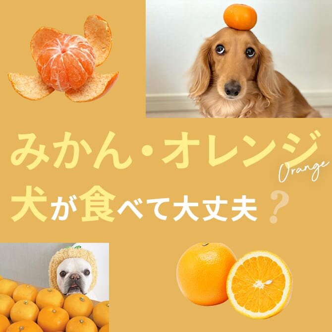 犬はみかん・オレンジを食べても大丈夫？犬にみかんやオレンジは与えてもいいの？