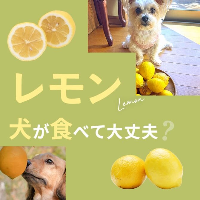 犬はレモンを食べても大丈夫？犬にレモンは与えてもいいの？