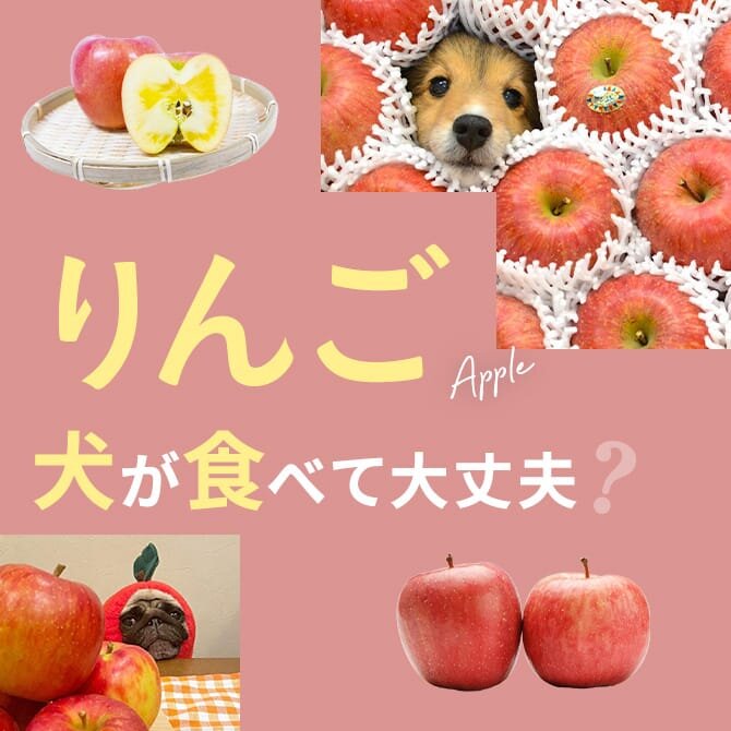 犬はりんご（林檎）を食べても大丈夫？犬にりんご（林檎）は与えてもいいの？