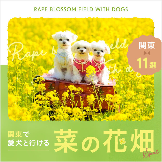 【関東11選】犬と行ける菜の花畑