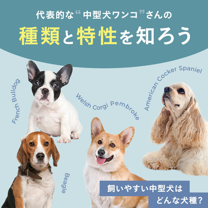 【中型犬の種類】飼いやすい中型犬はどんな犬種？