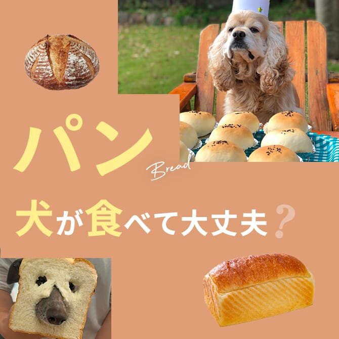 犬はパンを食べても大丈夫？｜犬にパンは与えていい？食べてはいけない？