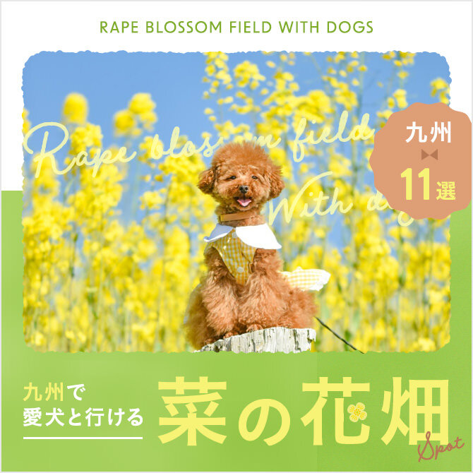 【九州11選】犬と行ける菜の花畑