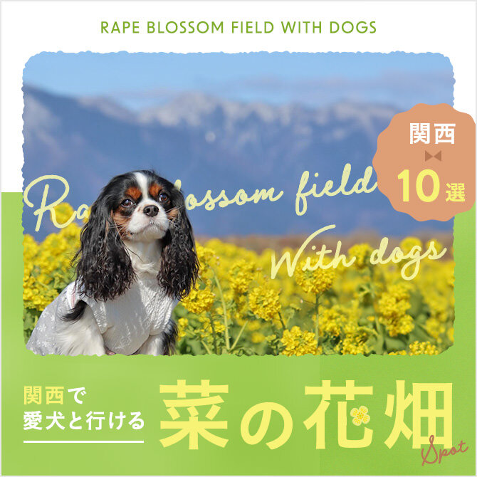 【関西10選】犬と行ける菜の花畑