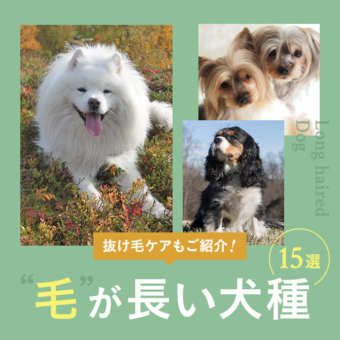 【毛が長い犬15選】大型犬から小型犬の毛が長い犬・長毛種とその抜け毛ケア
