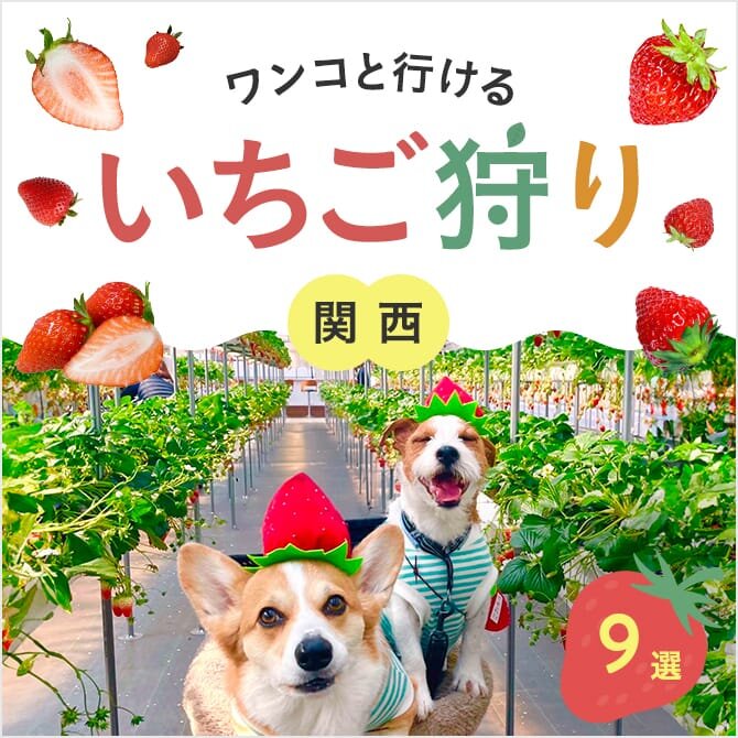 【関西】犬同伴OKのいちご狩り農園9選！関西の犬連れでいけるイチゴ狩り！