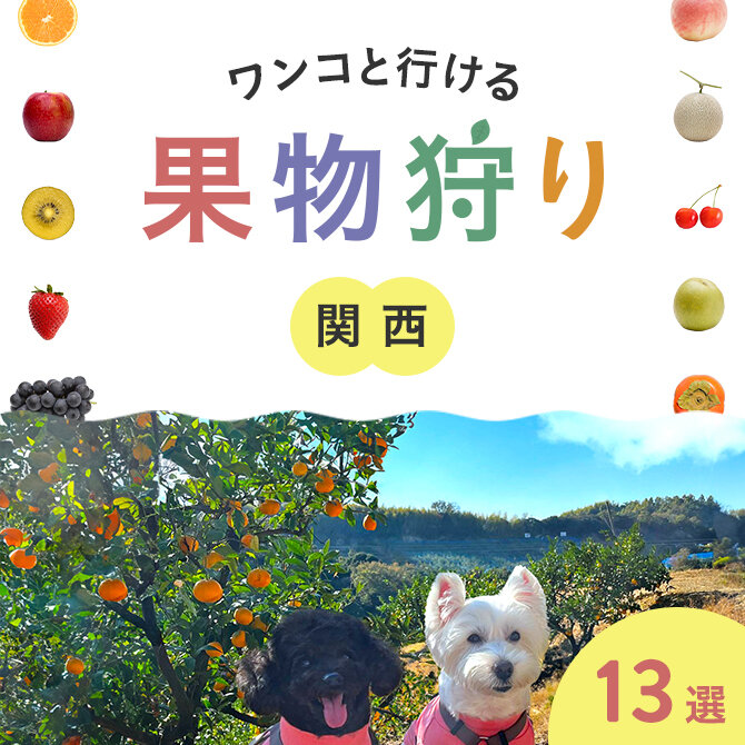【関西 愛犬同伴可の果物狩り】関西で犬連れ・ペットOKのフルーツ狩り・味覚狩り13選
