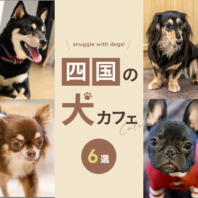 【四国の犬と触れ合える場所6選】犬カフェなど四国で犬と触れ合える場所