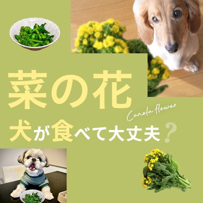 犬は菜の花を食べても大丈夫？｜犬に菜の花は与えていい？食べてはいけない？