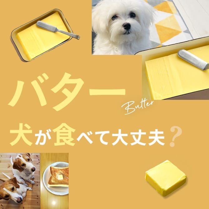 犬はバターを食べても大丈夫？｜犬にバターは与えていい？食べてはいけない？