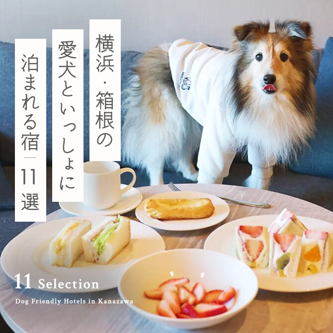 【横浜の犬と泊まれるホテル11選】横浜周辺で人気のペットと泊まれるホテル｜2024年最新
