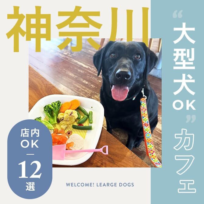 大型犬店内OKカフェ神奈川12選｜2024年版