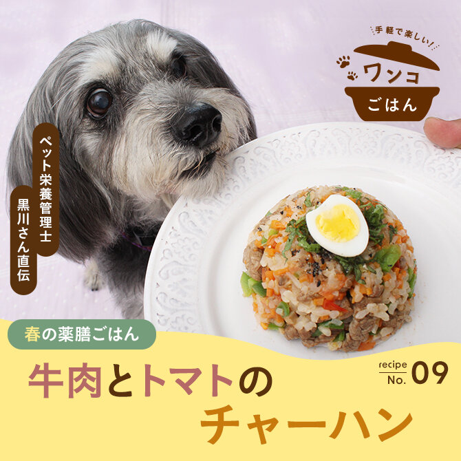 【愛犬のための春の薬膳ご飯】牛肉とトマトのチャーハン