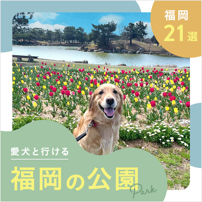 【福岡の犬と行ける公園21選】ドッグランのある公園やおでかけにおすすめな公園