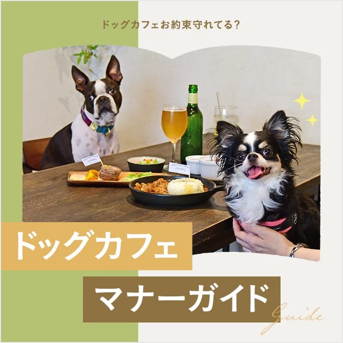 【ドッグカフェマナー】愛犬とカフェに行く前に読むドッグカフェマナーガイド