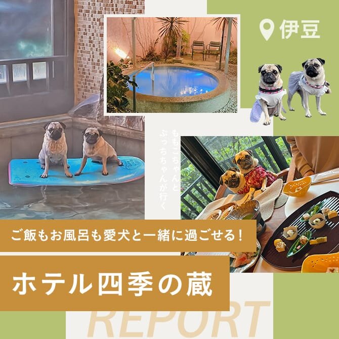【ホテル四季の蔵】伊豆で愛犬と泊まれる宿をレポート