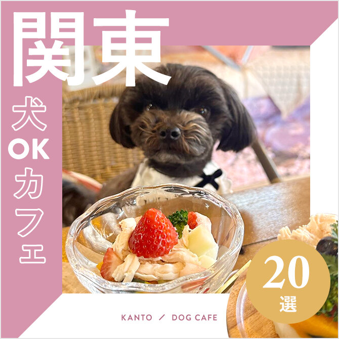 【関東ドッグカフェ20選】関東の犬と行ける人気カフェ｜2024年版