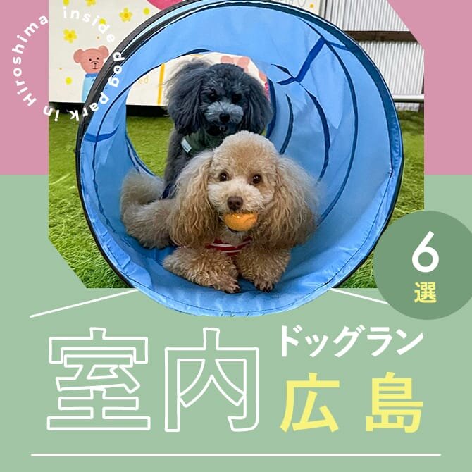 【広島室内ドッグラン】広島で人気の室内ドッグラン6選！雨の日や猛暑でも遊べる施設！