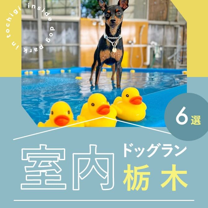 【栃木の室内ドッグラン6選】雨の日も遊べる人気室内ドッグラン！