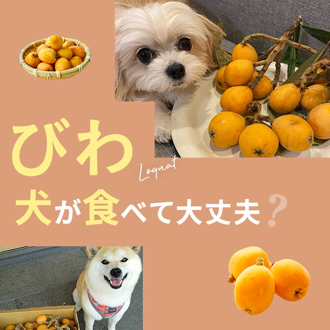 犬はびわを食べても大丈夫？｜犬にびわは与えていい？食べてはいけない？