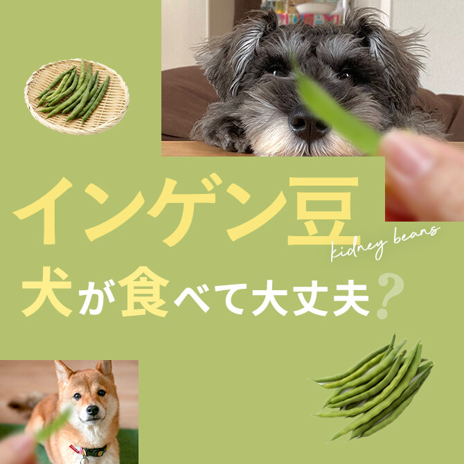 犬はインゲンマメを食べても大丈夫？｜犬にインゲンマメは与えていい？食べてはいけない？