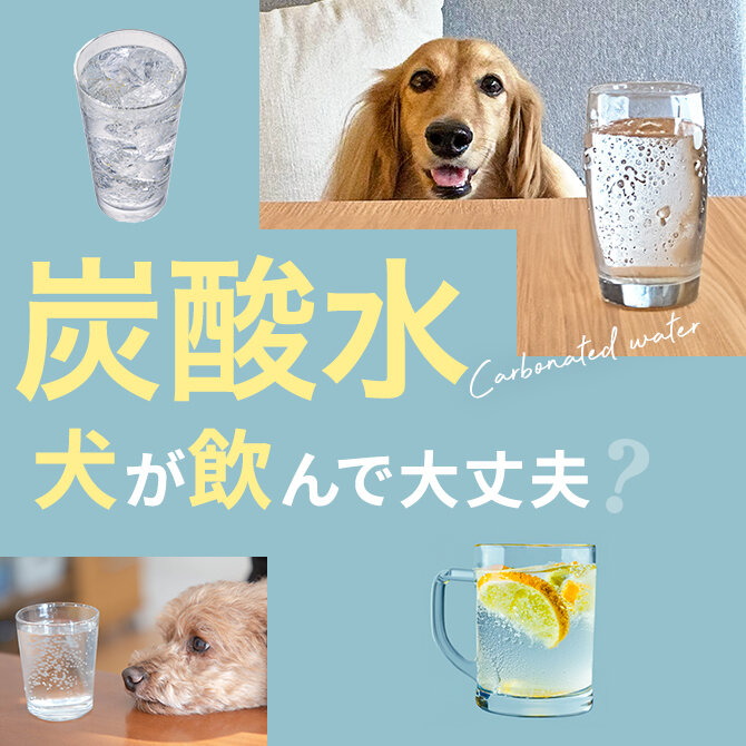 犬は炭酸水を食べても大丈夫？｜犬に炭酸水は与えていい？食べてはいけない？