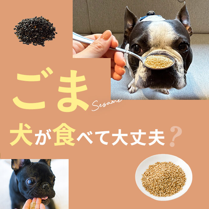 犬はごまを食べても大丈夫？｜犬にごまは与えていい？食べてはいけない？