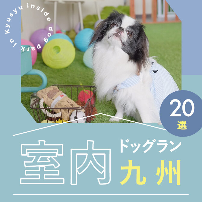 【九州の室内ドッグラン20選】雨の日も真夏日でも！九州で人気の室内ドッグラン