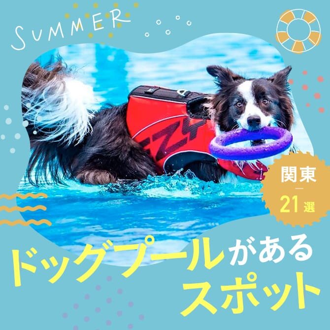 【犬用プール21選】関東近郊のドッグプール・愛犬と水遊びできる犬用プールがある施設まとめ|2024年最新