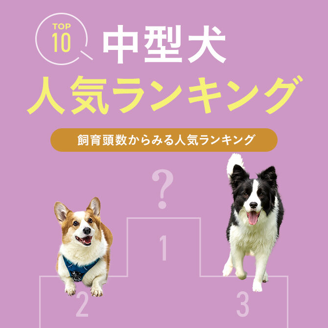 【中型犬の種類】中型犬の人気犬種ランキングや中型犬の体重や飼いやすさまで！